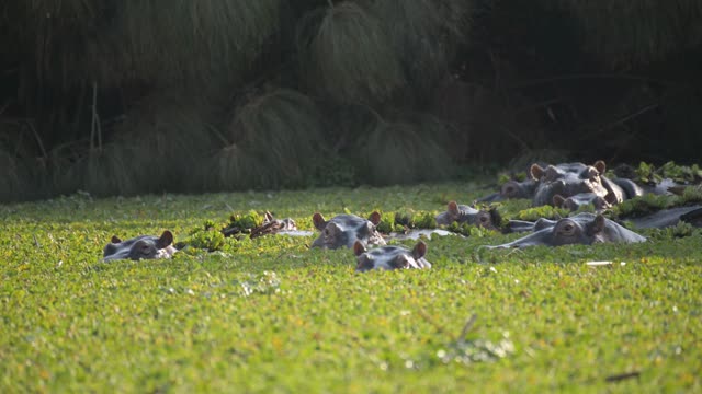 Hippos Resting In Water Lilies