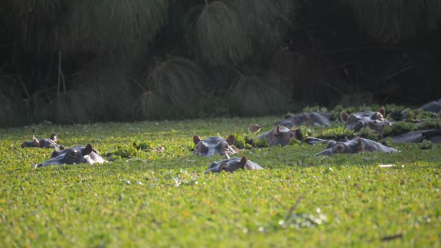 Hippo Pod In Green Wetland