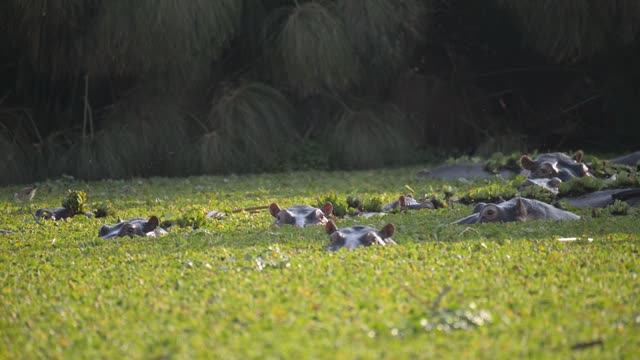 Hippos Resting In Water Lilies