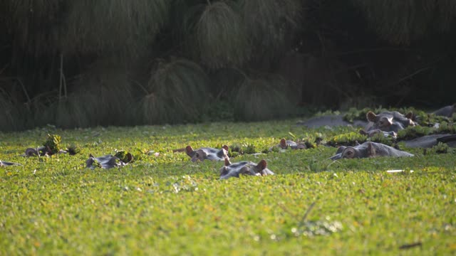 Hippo Pod In Green Wetland