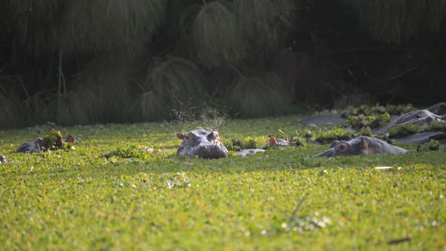 Hippos Resting In Water Lilies