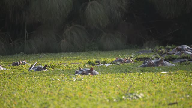 Hippo Pod In Green Wetland