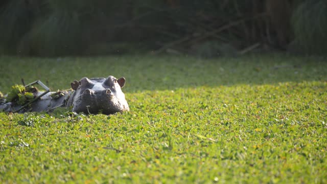 Hippo Pod In Green Wetland