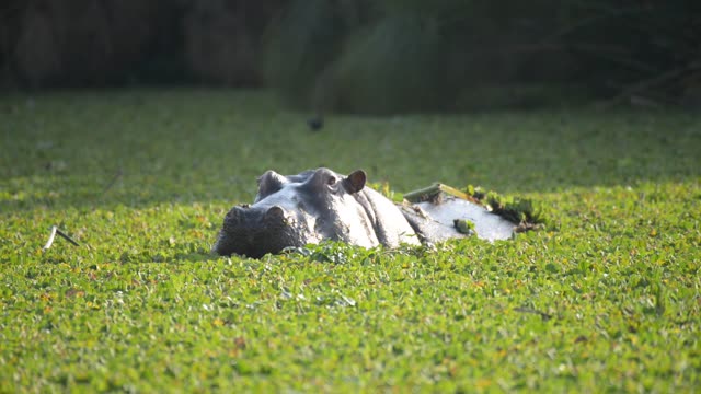 Hippos Resting In Water Lilies