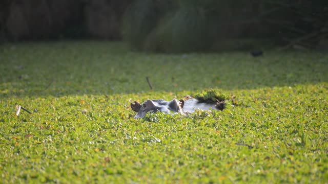 Hippo Pod In Green Wetland