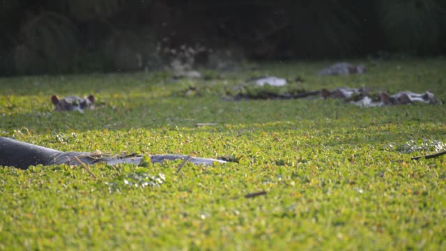 Hippo Pod In Green Wetland