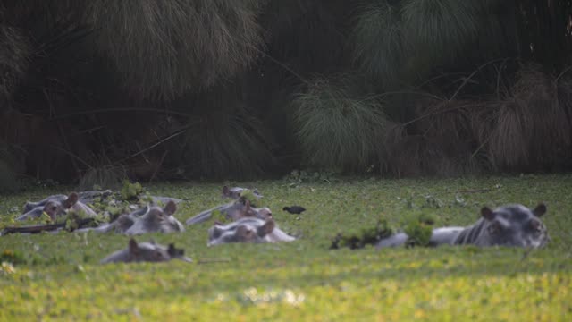 Hippos Resting In Water Lilies