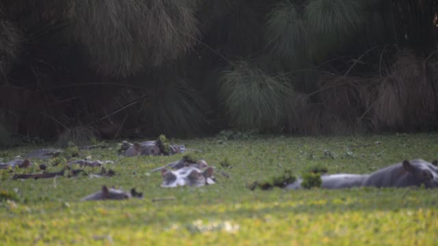 Hippo Pod In Green Wetland