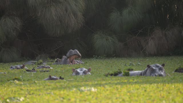 Hippos Resting In Water Lilies