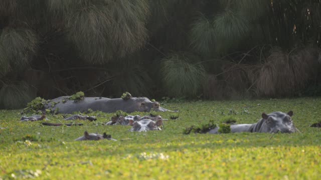 Hippo Pod In Green Wetland
