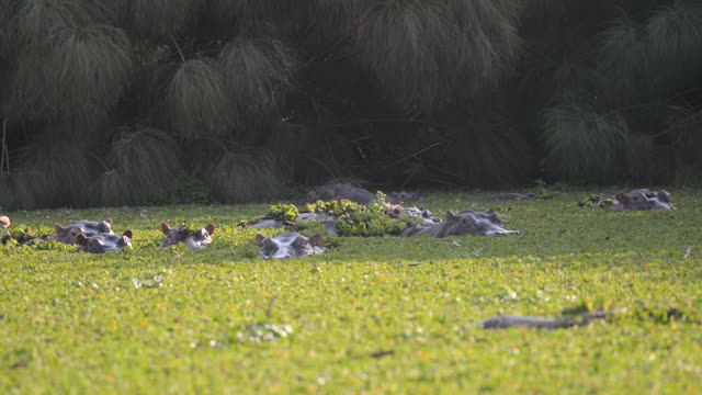 Hippos Resting In Water Lilies