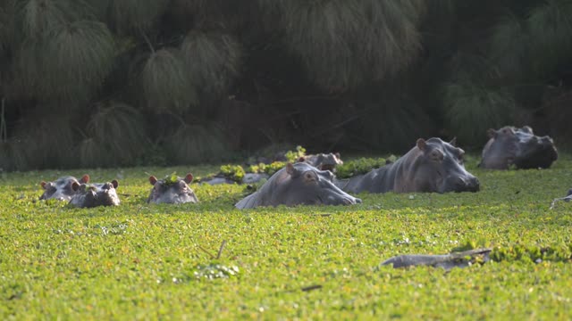 Hippo Pod In Green Wetland
