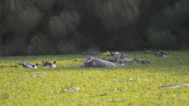 Hippos Resting In Water Lilies