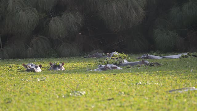 Hippo Pod In Green Wetland