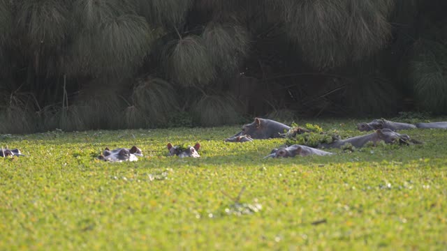 Hippos Resting In Water Lilies