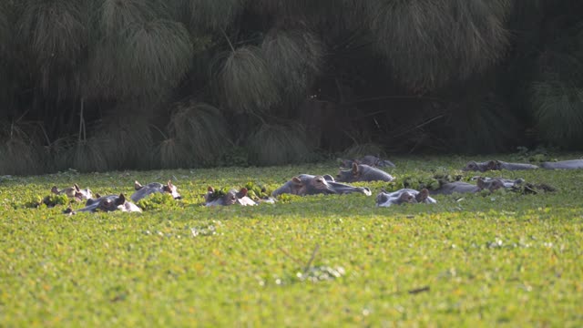 Hippo Pod In Green Wetland