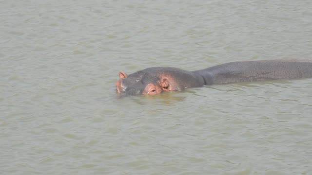 Hippos Resting In Water Lilies