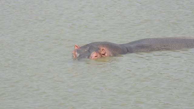 Hippo Pod In Green Wetland