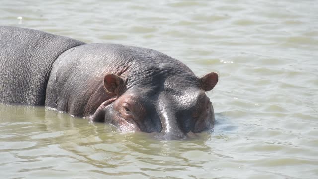 Hippos Resting In Water Lilies
