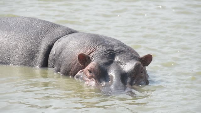 Hippo Pod In Green Wetland