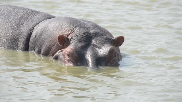 Hippos Resting In Water Lilies