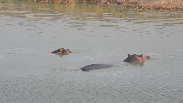 Hippo Pod In Green Wetland