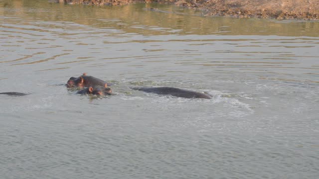 Hippos Resting In Water Lilies