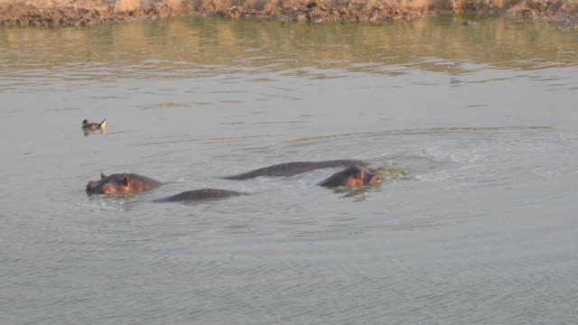 Hippo Pod In Green Wetland