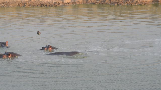 Hippo Pod In Green Wetland