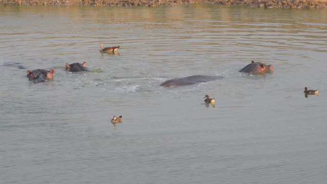 Hippos Resting In Water Lilies
