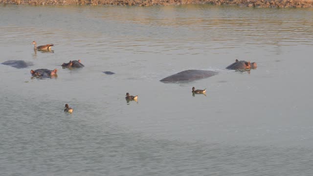 Hippo Pod In Green Wetland