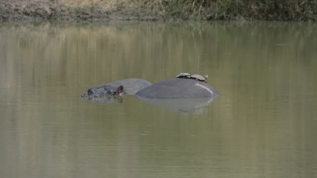 Hippos Resting In Water Lilies