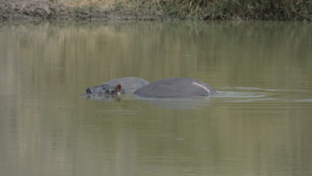 Hippo Pod In Green Wetland