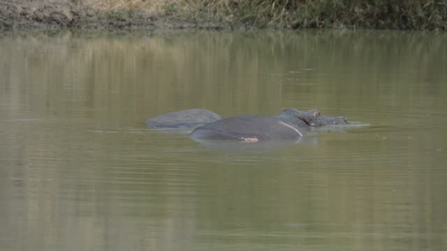 Hippos Resting In Water Lilies