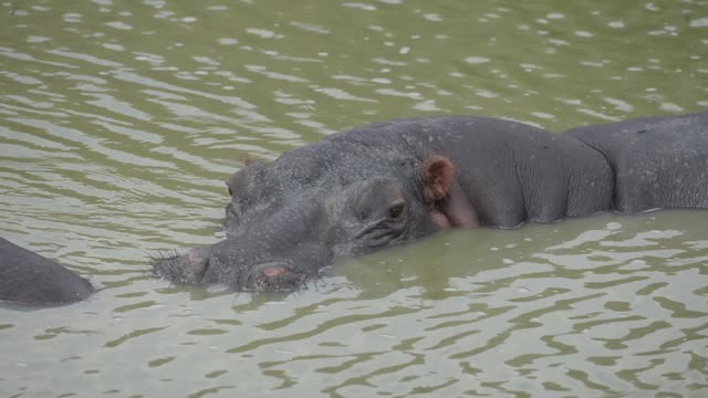 Hippo Pod In Green Wetland