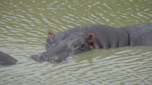 Hippos Resting In Water Lilies