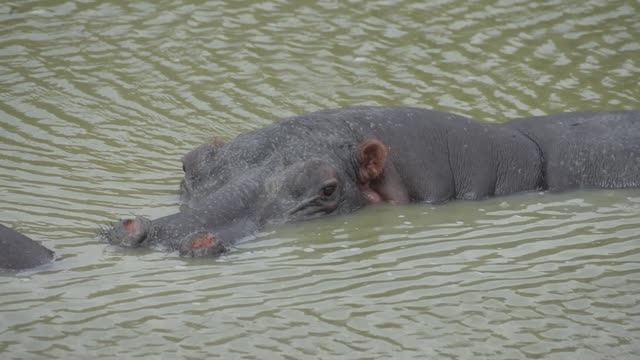 Hippo Pod In Green Wetland