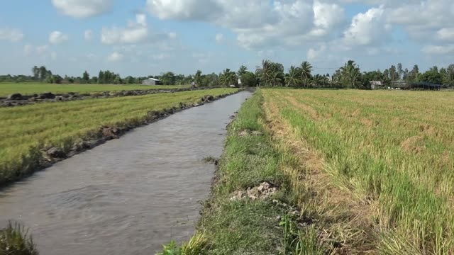 Canal Through Rice Fields