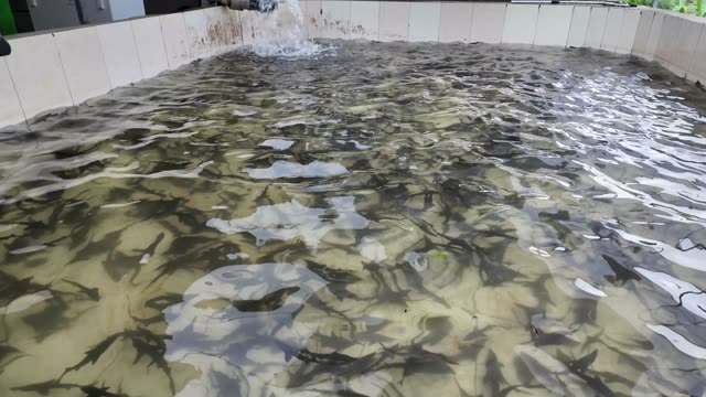 Sturgeon Farm Tanks