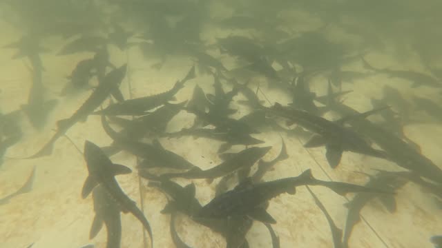 Sturgeon Farm Tanks