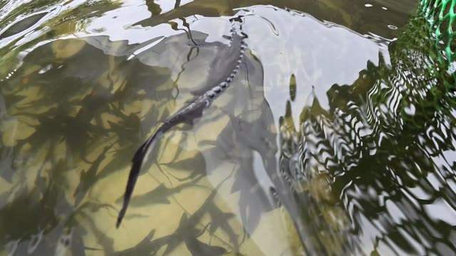 Sturgeon Fish Farm On Hillside