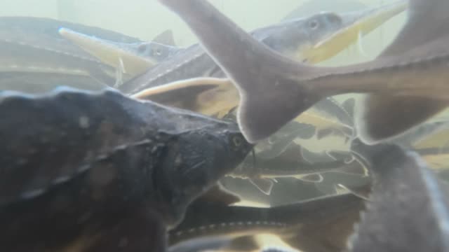 Fish Feed In Buckets