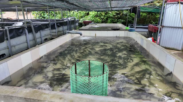 Fish Feed In Buckets