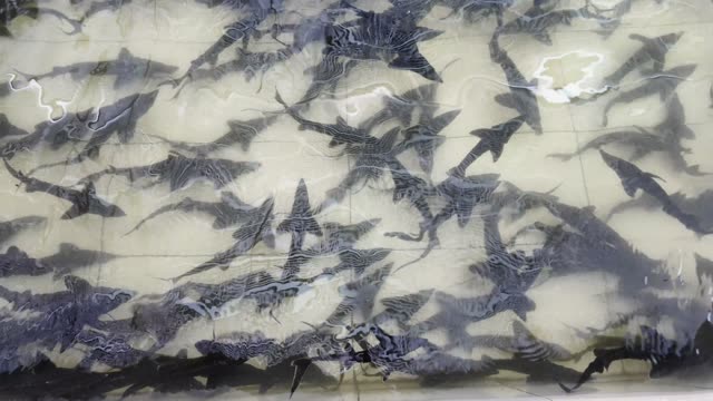 Fish Farm Feed Shed