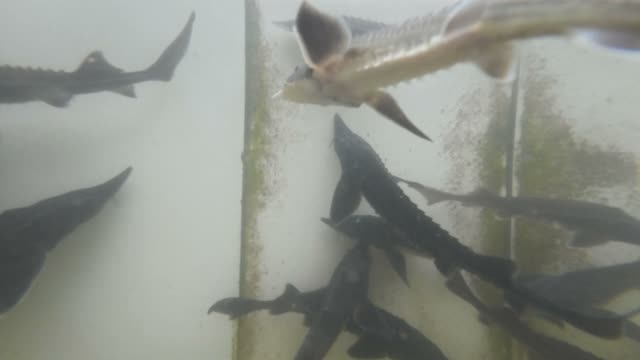 Sturgeon Farm Tanks