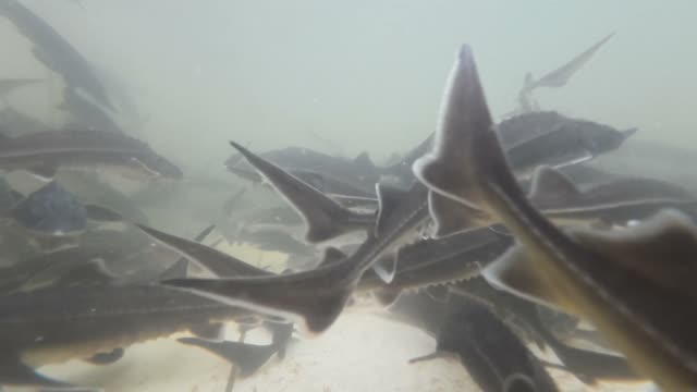 Sturgeon Farm Tanks