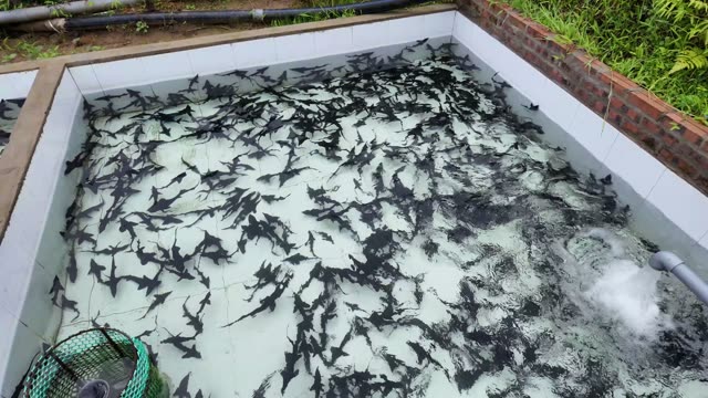 Fish Feed In Buckets