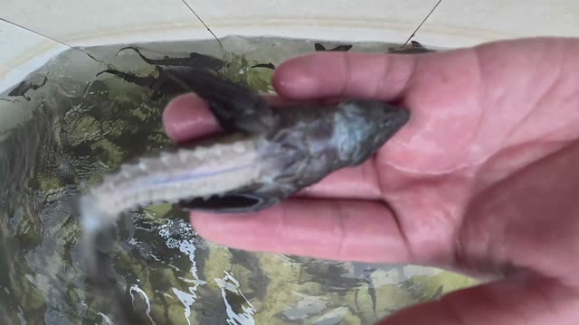 Preparing Fish Feed