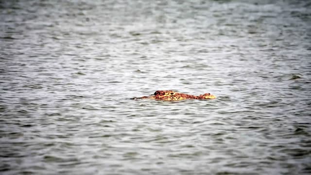 Crocodile Head Above Grey Water