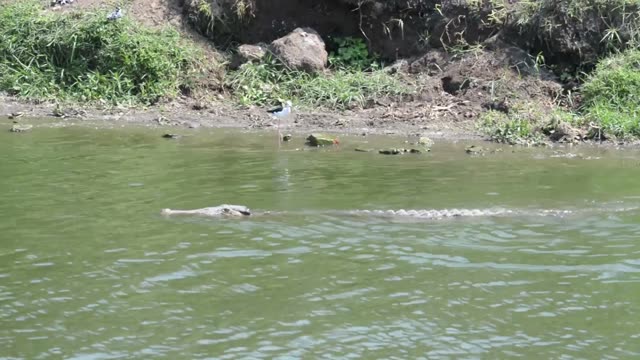 Crocodile Swimming Along River Bank